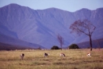Springbok